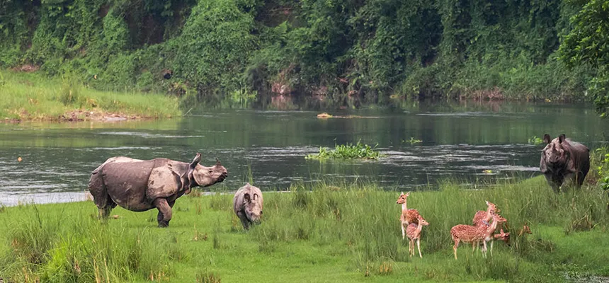 Chitwan Jungle Safari Tour- 2 Nights 3 Days - Photo 3